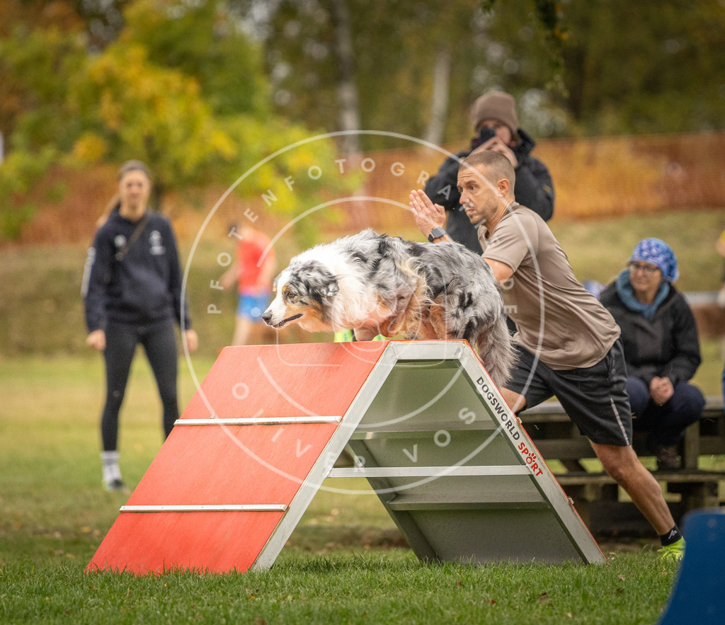 Pfotenfotografie_DV3A7341 | Hundefotografie, Tierfotograf, Pfotenfotografie, Fotoshooting Hund, Hunde Portrait, Hundesport, Hundeportraits, Heideshooting, Hunde, Sportfotograf, Hundefotograf, Turnierhundsport, THS,  - Realisiert mit Pictrs.com