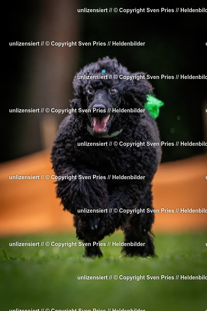 Sven Pries | 19. Allgemeines Hunderennen Karlsruhe Durlach - Realisiert mit Pictrs.com