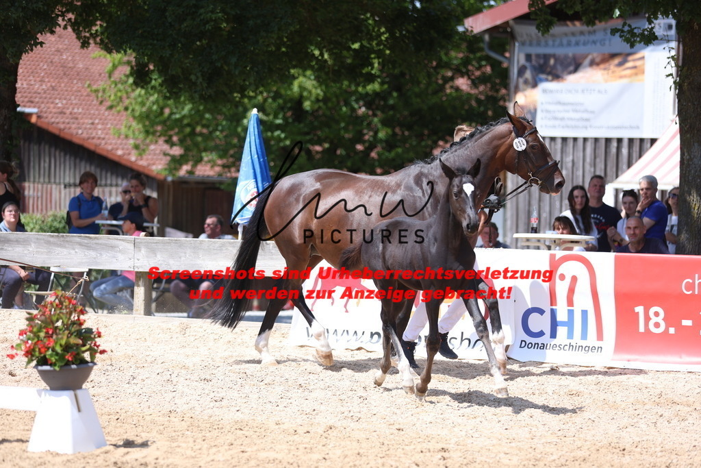 Fohlenschau_Schwäbisch_Hall_springbetonte_Fohlen_KN 34_11 | lmwpictures - Realisiert mit Pictrs.com