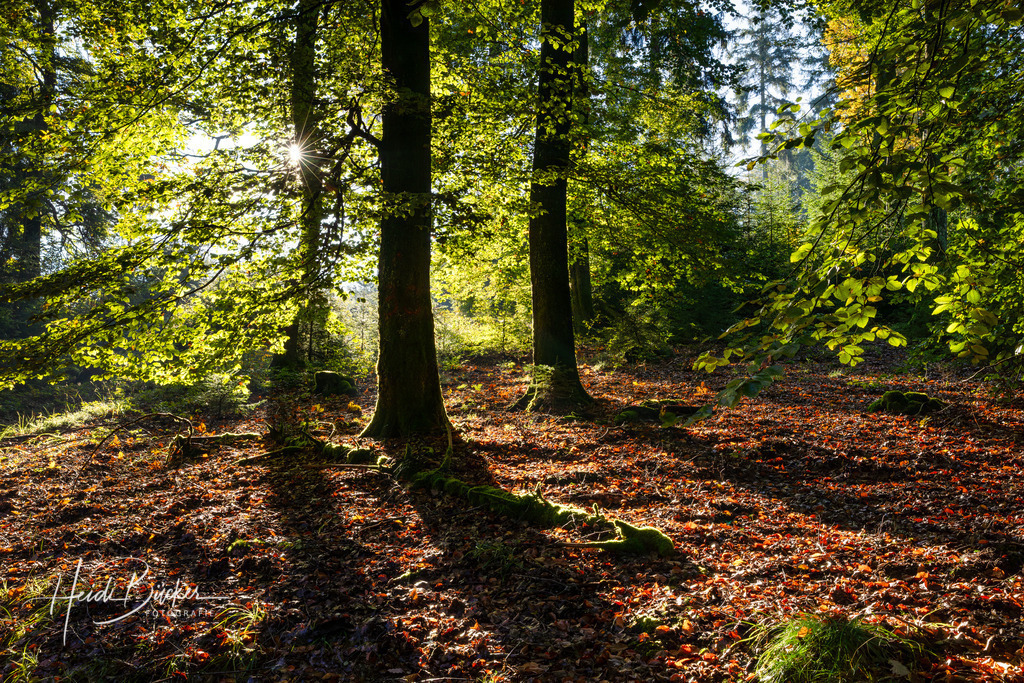 Morgenstimmung im Buchenwald | Morgenstimmung im Buchenwald - Realisiert mit Pictrs.com