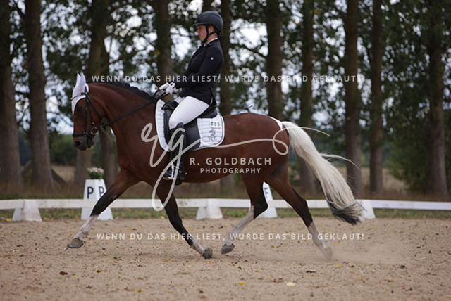 1J2A0902Charlotte Fehr_ Ikon 16_ Kn061_ Wöpkendorf_ Annalena Beier_ Quinn M_ Kn095 | Foto- und Videografie für alles rund ums Pferd. Hochwertige Bilder und Videos vom Spring- und Dressurreiten, Voltigieren & mehr. Jetzt aktuelle Veranstaltungen und Preise im Shop ansehen. - Realisiert mit Pictrs.com