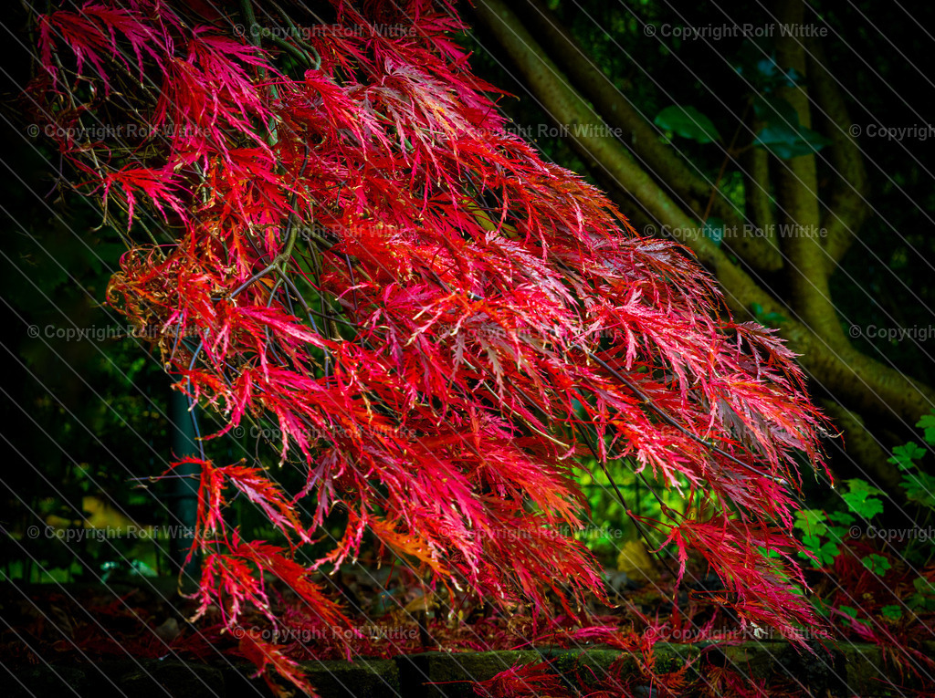 Ahorn1 | Rolf Wittke  - Realisiert mit Pictrs.com