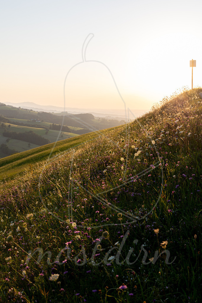 Spätsommer in Randegg | Ihre Fotografin im Lungau, ihre Fotografin im Mostviertel, Wandbilder Onlineshop, Imagefotos für Ihr Unternehmen,  - Realisiert mit Pictrs.com