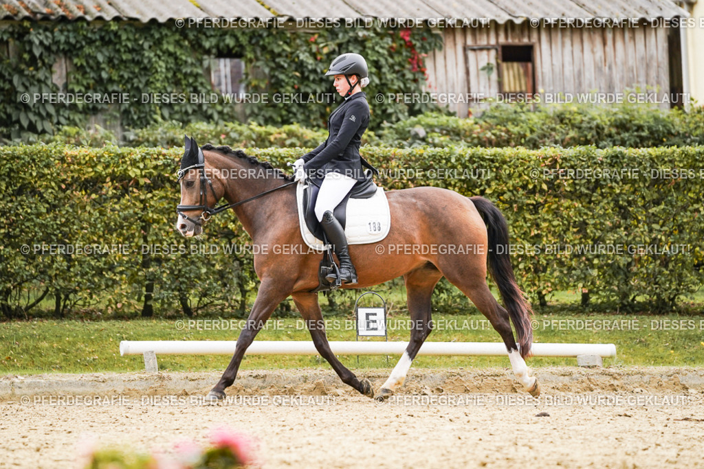 DSC01033 | Pferdegrafie