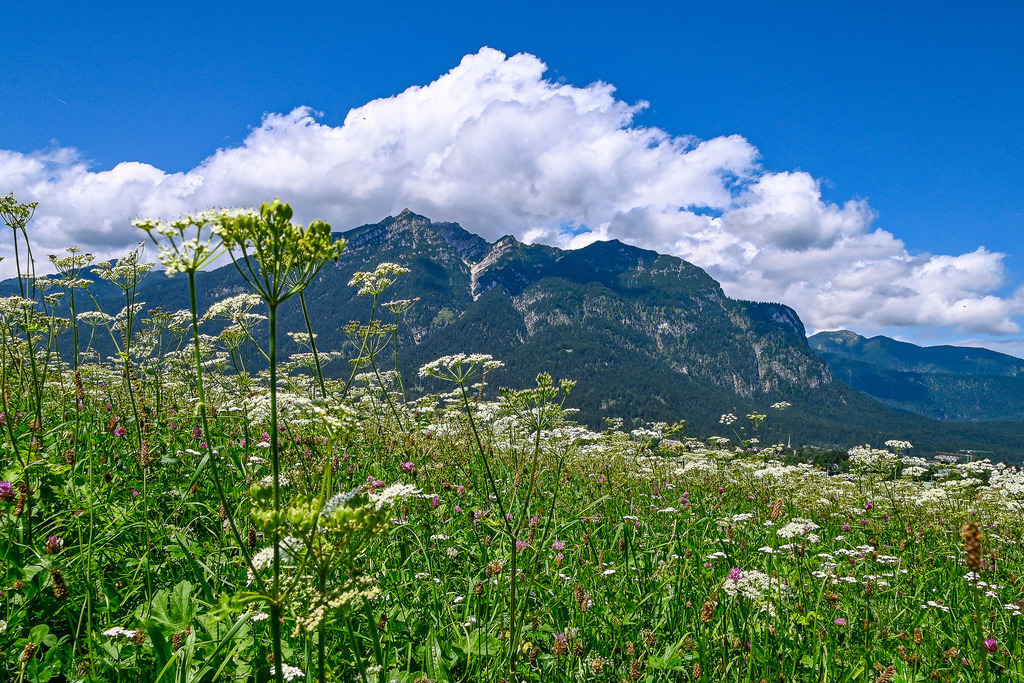 Sommerleuchten im Alpengrün | Eine saftig grüne Bergwiese voller weißer Wildblumen erstreckt sich sanft in den Vordergrund und atmet pure Sommerfrische. Im Hintergrund ragt eine imposante, dicht bewaldete Gebirgskette empor, deren markante Felsgipfel majestätisch gen Himmel streben. Strahlender Sonnenschein taucht die alpine Landschaft in kräftige Farben, während weiche, weiße Schönwetterwolken den tiefblauen Himmel verzieren. Eine friedvolle Szenerie, die Sehnsucht nach Freiheit, Naturverbundenheit und klarer Bergluft weckt. - Realisiert mit Pictrs.com
