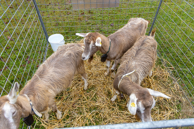 SchaZie-Tag Feldkirchen | Bildershop von pixelworld.at - Realisiert mit Pictrs.com