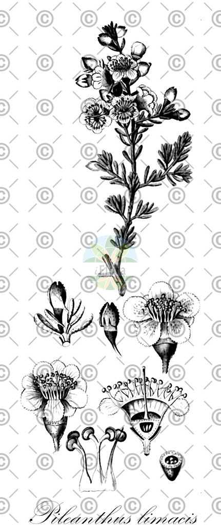 HistAbb_wfo-0000170380_1_ENZY_Simple | Historische Abbildung von Pileanthus limacis - Myrtaceae | Historical Illustration of Pileanthus limacis - Myrtaceae