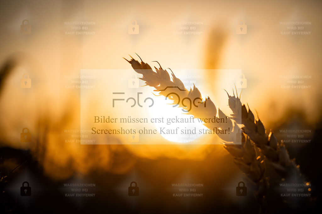 Abendgold – Ähre im Sonnenuntergang | Im warmen Licht des Sonnenuntergangs leuchtet eine Ähre golden auf – ein stiller Moment zwischen Tag und Nacht.Dieses Motiv verbindet Natürlichkeit mit Emotion und strahlt Ruhe, Wärme und Erdverbundenheit aus.Ein zeitloses Bild, das in jedem Raum für eine entspannte, natürliche Atmosphäre sorgt. - Realisiert mit Pictrs.com