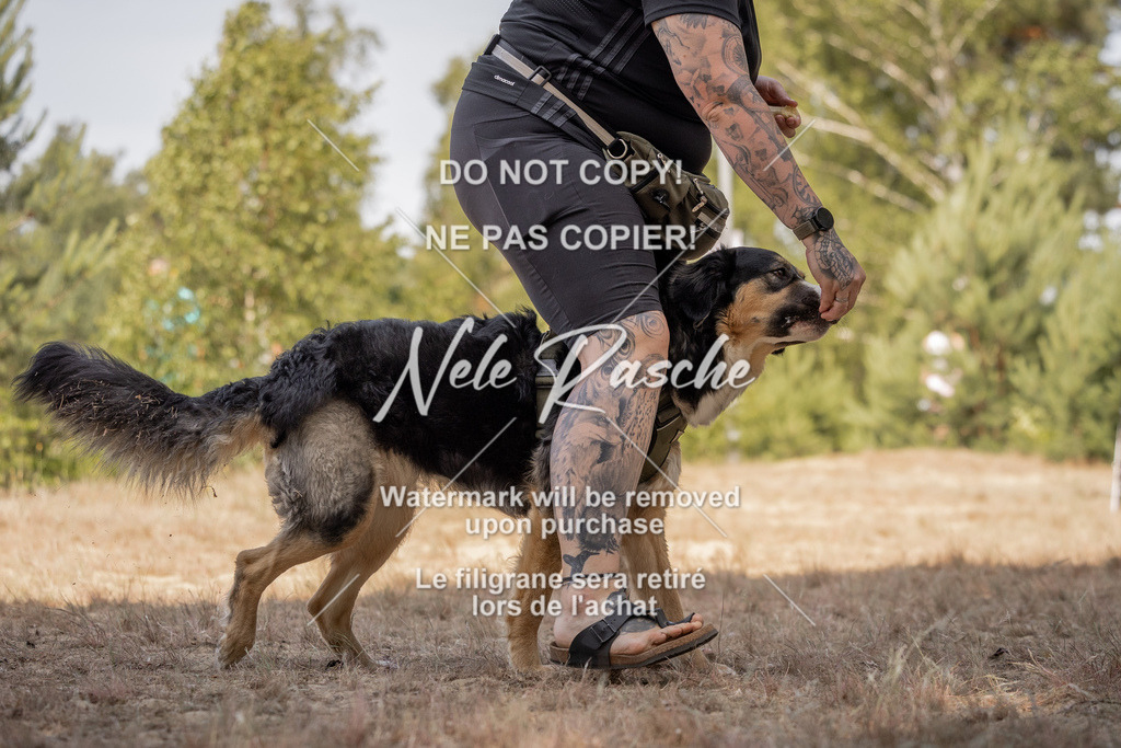 nelerasche_soDD2_254 | nelerasche