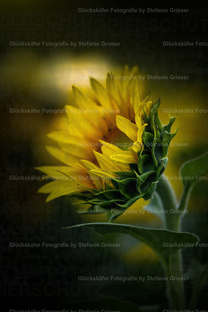 OQ0A0008 Kopie | Glückskäfer - Fotografie - Realisiert mit Pictrs.com