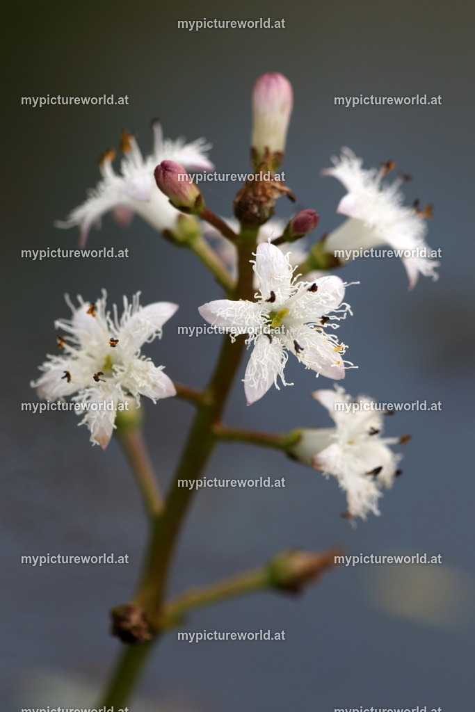 Fieberklee-002 | Das Bilderarchiv über Tiere, Planzen und Landschaften. In der Bilddatenbank finden Sie ein große Auswahl an hochwertigen Bilder für Ihre Werbung - Realized with Pictrs.com