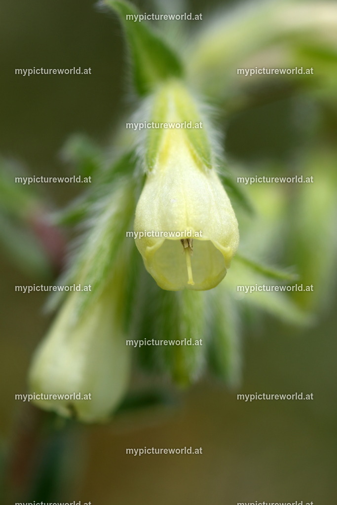 Dalmatien-Lotwurz-003 | Das Bilderarchiv über Tiere, Planzen und Landschaften. In der Bilddatenbank finden Sie ein große Auswahl an hochwertigen Bilder für Ihre Werbung - Realized with Pictrs.com