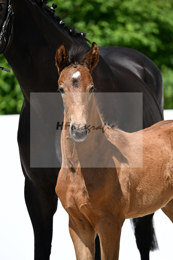 Va Bene x Sirtaki_SF_Weber_13251364 | hf-fotografie - Realizzato con Pictrs.com