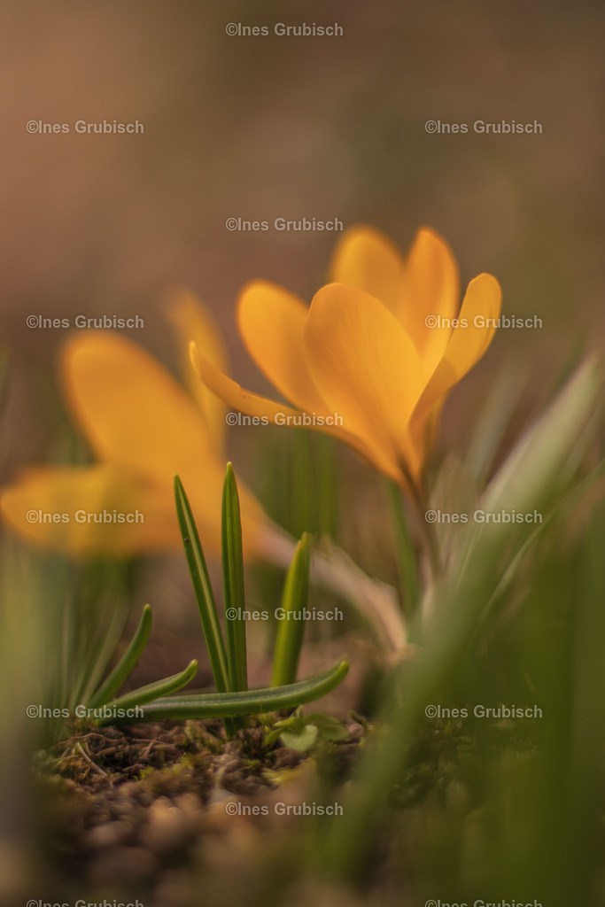 Falscher Fokus | Lila Lubbenbomm - Artwork by Ines Grubisch - Realisiert mit Pictrs.com