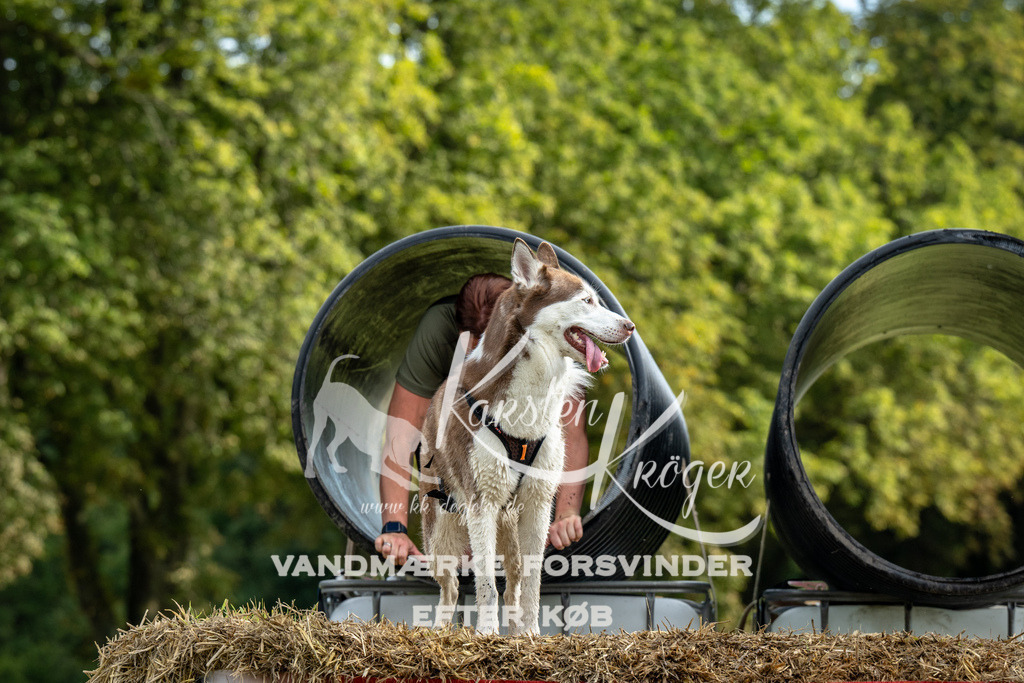 0952_ZZ91448 | kk-dogfotos