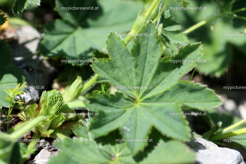 Bergwiesen-Frauenmantel-002 | Das Bilderarchiv über Tiere, Planzen und Landschaften. In der Bilddatenbank finden Sie ein große Auswahl an hochwertigen Bilder für Ihre Werbung - Realisiert mit Pictrs.com