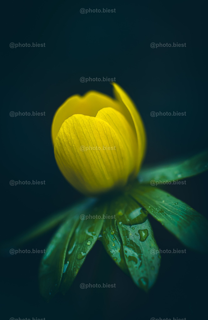 Winterlingportrait | Ein Winterling mit Wassertropfen. - Realisiert mit Pictrs.com