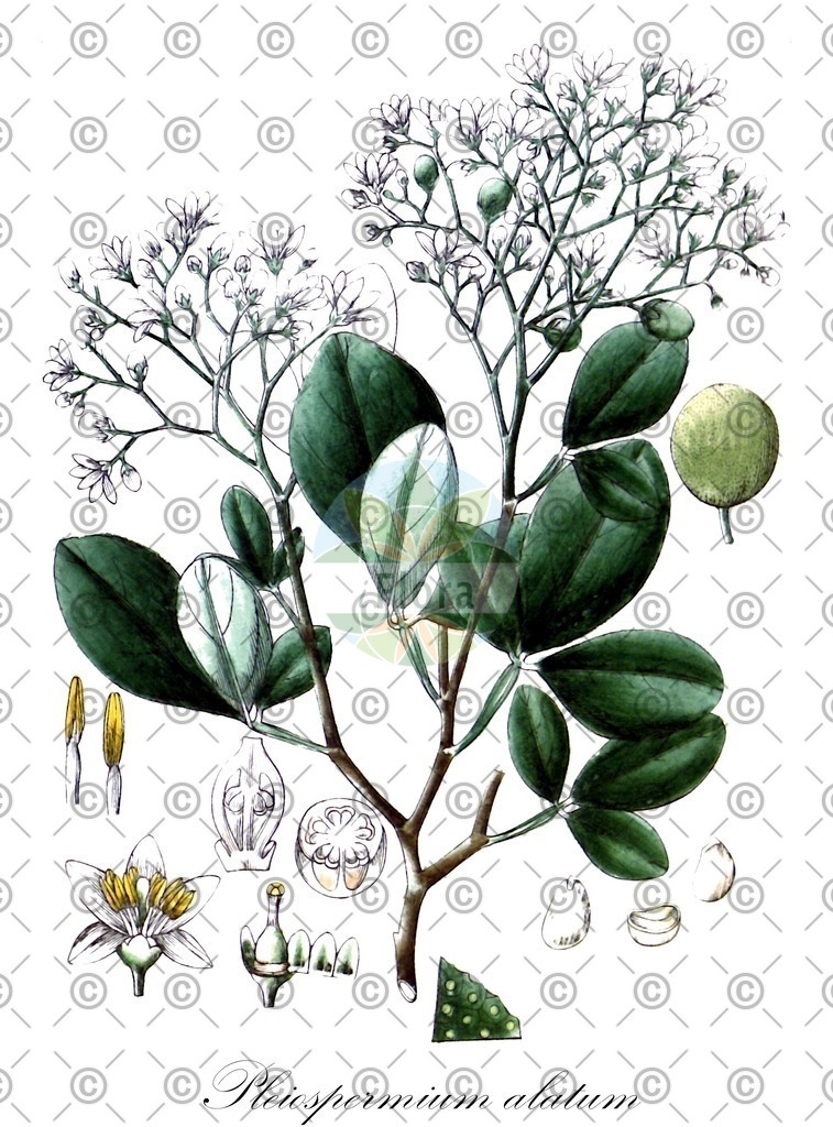 HistAbb_wfo-0000498545_1_ENZY_Simple | Historische Abbildung von Pleiospermium alatum - Rutaceae | Historical Illustration of Pleiospermium alatum - Rutaceae