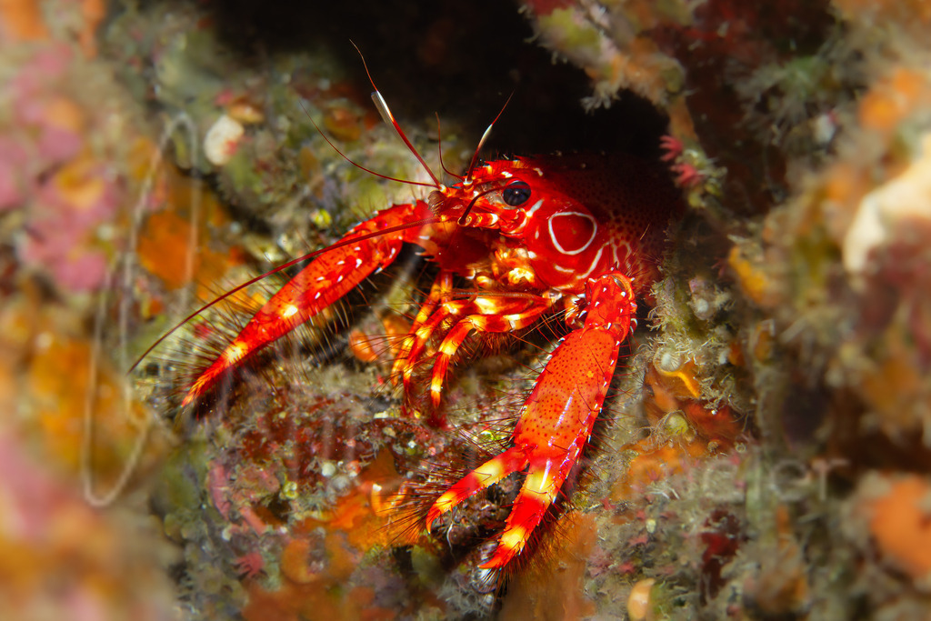 Hoplometopus antillensis | Roter Atlantik Riffhummer - Realisiert mit Pictrs.com