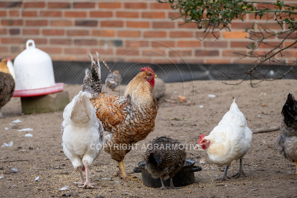 20221029-_DSF9882 | Freilaufende Biohühner in Biohaltung - Realisiert mit Pictrs.com
