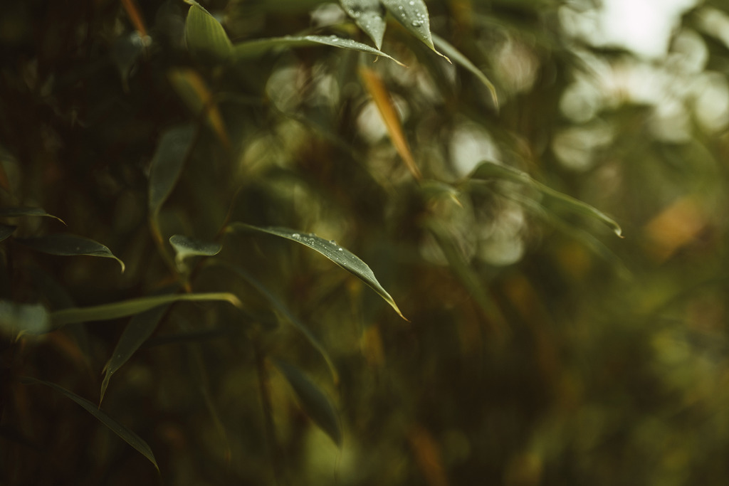 Makro_Nov_2023_27 | Du suchst natürliche und atmosphärische Prints oder Leinwanddrucke? In diesem Shop gibt es alles, nur kein Mainstream. - Realisiert mit Pictrs.com