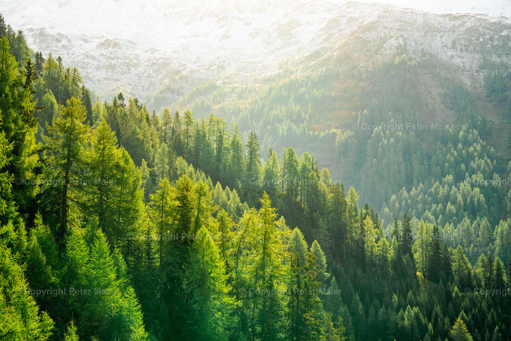 Divers_Erlebnisraum_Wald_23_Peter_Maier-739 | piet_flosse