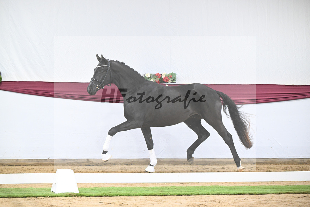 Kat-Nr. 110 Fanegro x Bon Coeur_ZG Schulze-Averdiek_47253498 | hf-fotografie - Realisiert mit Pictrs.com