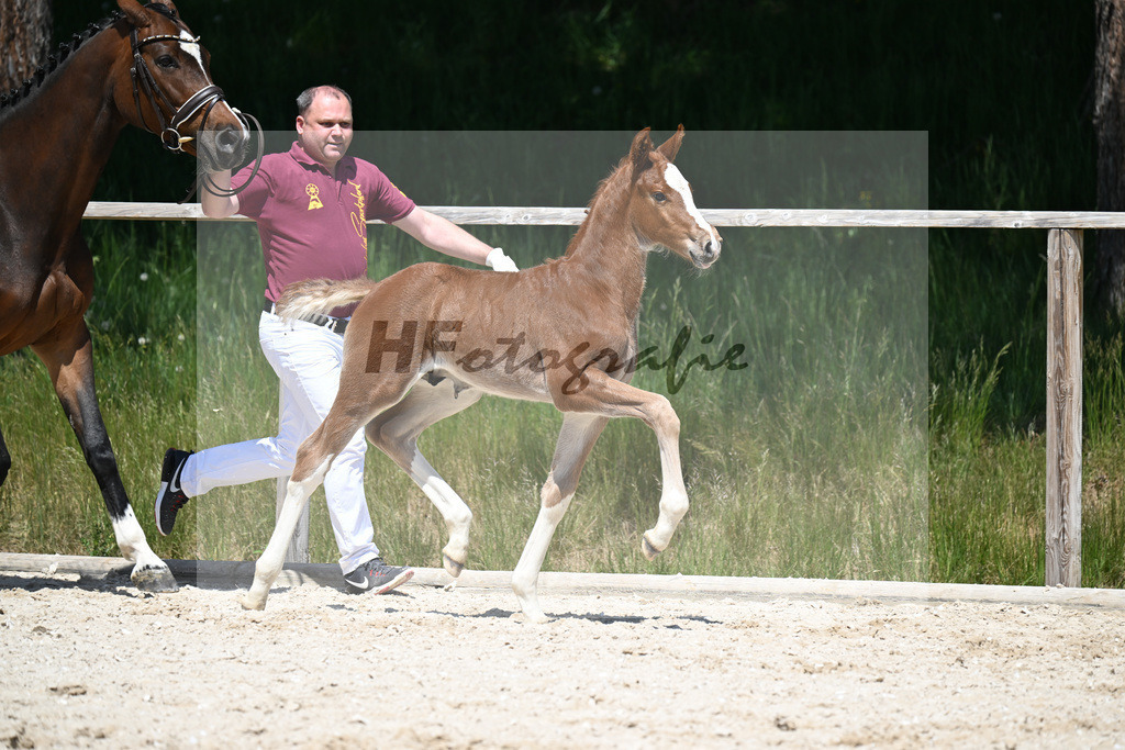 Esmeraldo x Comte_HF_Knott_10250477 | hf-fotografie - Realizzato con Pictrs.com