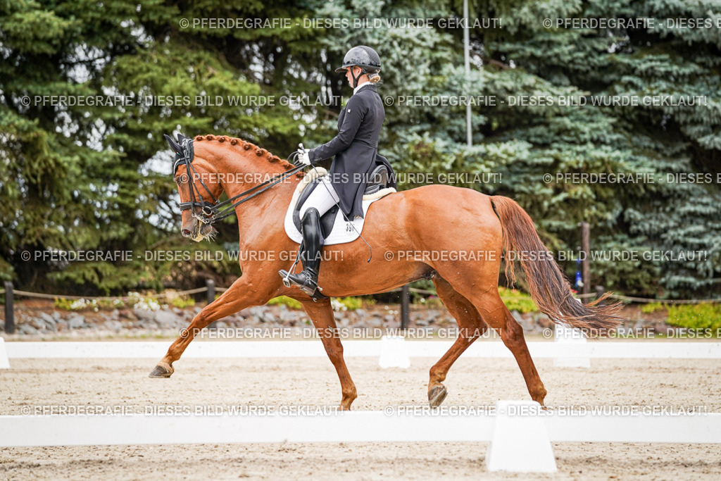 DSC05208 | Pferdegrafie