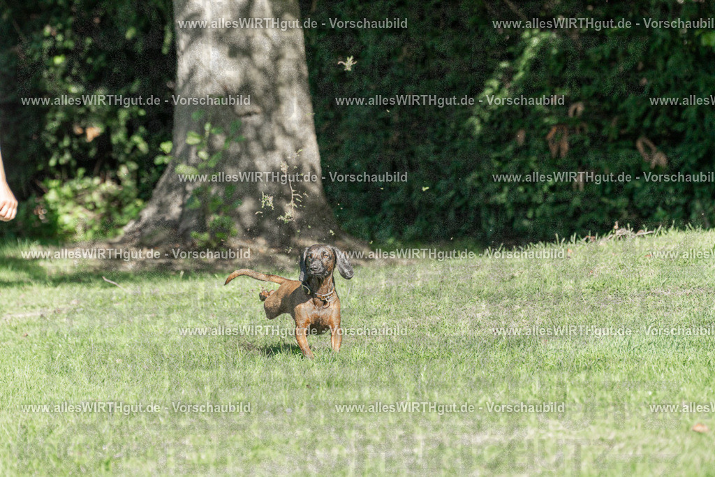Hundeschwimmen_Volksbad_2026-allesWIRTHgut_Tierfotografie-2609061038-094836-7R509121 | Professionelle Tierfotografie in Mönchengladbach von Daniel Wirth (allesWIRTHgut). Liebevolle & natürliche Bilder von Hunden & Katzen für unvergessliche Erinnerungen.