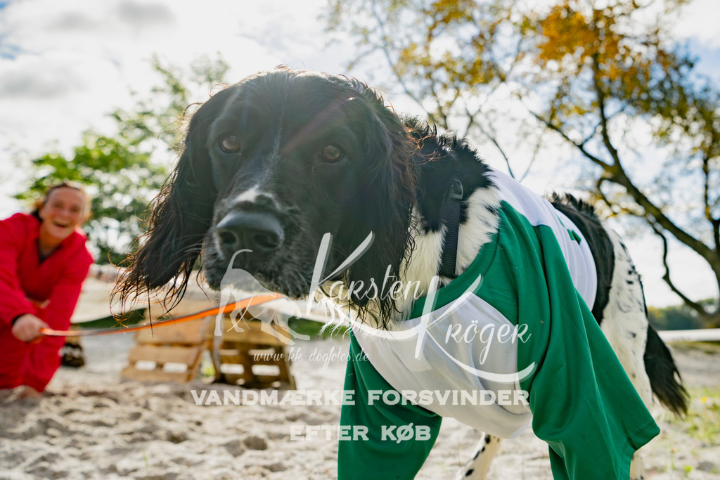 1307_ZZ95362 | kk-dogfotos