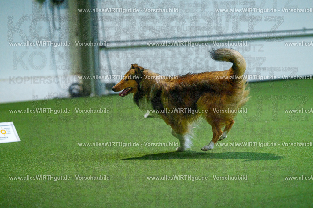 7R502136 | Professionelle Tierfotografie in Mönchengladbach von Daniel Wirth (allesWIRTHgut). Liebevolle & natürliche Bilder von Hunden & Katzen für unvergessliche Erinnerungen.