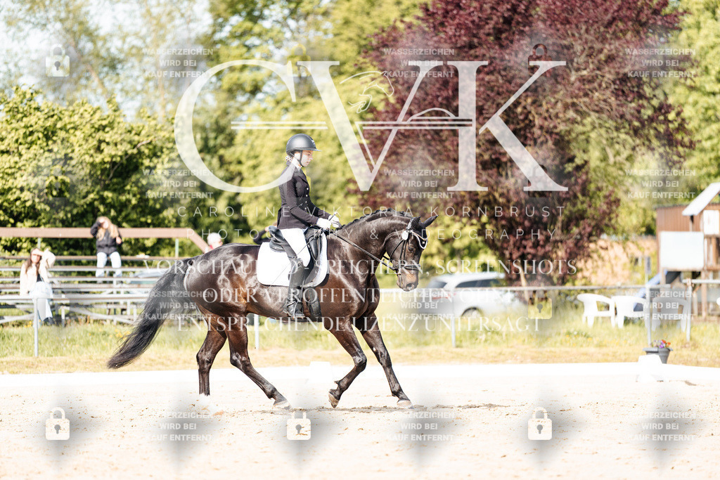 CK900312 | Turnierfotografie Pferdefotografie Trier Rheinland-Pfalz Pferdesport Reitsport Tierfotografie Sportfotografie Pferdevideo Pferdevideografie Equestrianvideography equestrianphotography  - Realisiert mit Pictrs.com