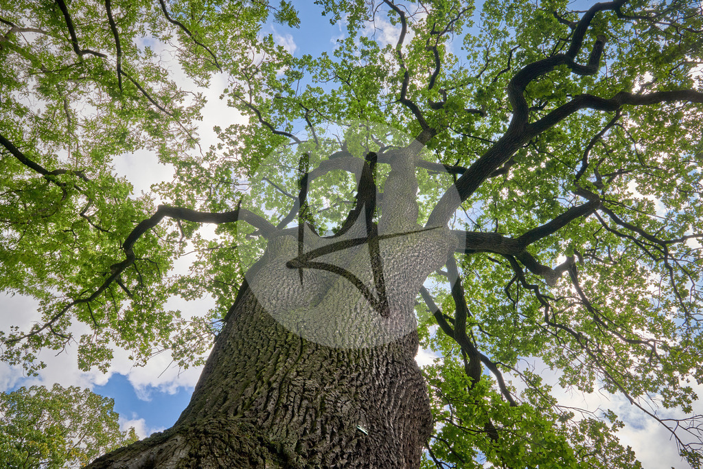Parkanlagen im Sommer in Wolfenbüttel | Meurer Shop - Realisiert mit Pictrs.com