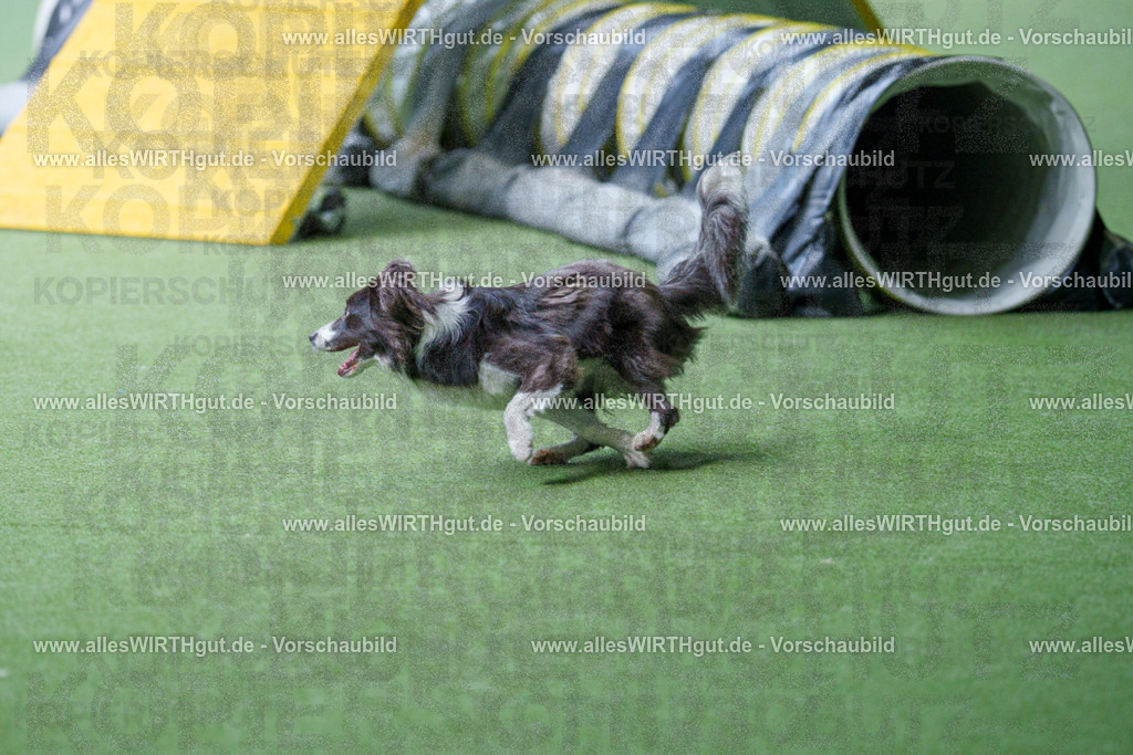 @allesWIRTHgut_Tierfotografie - www.allesWIRTHgut.de - 2604251241-7R502524 | Professionelle Tierfotografie in Mönchengladbach von Daniel Wirth (allesWIRTHgut). Liebevolle & natürliche Bilder von Hunden & Katzen für unvergessliche Erinnerungen.