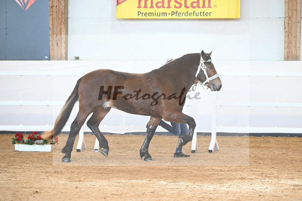 Kat-Nr. 12 v. Nussini II_Birkholz_2230106 | hf-fotografie - Realisiert mit Pictrs.com
