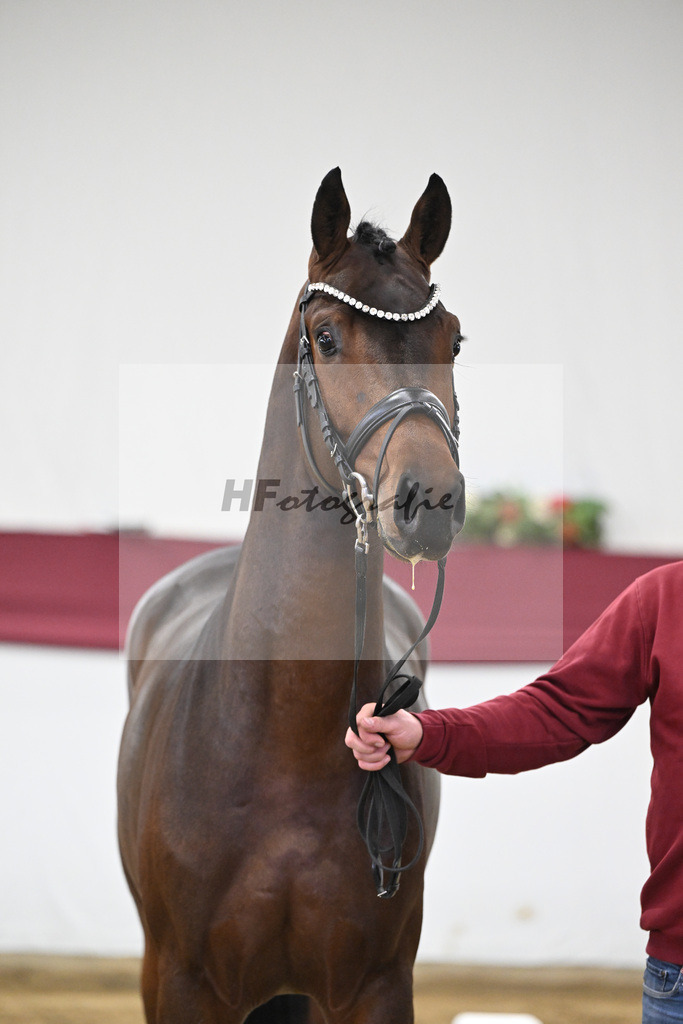 Kat-Nr. 30 Federer x Laomedon_Schulze Averdiek Sportpferde und Aufzucht GbR_47250954 | hf-fotografie - Realisiert mit Pictrs.com