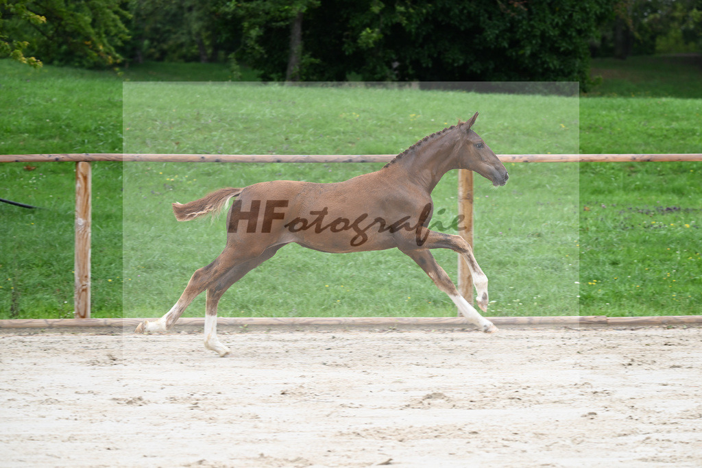 Kat-Nr. 3 SF DSP Floricello_Gossner_25230019 | hf-fotografie - Realizzato con Pictrs.com