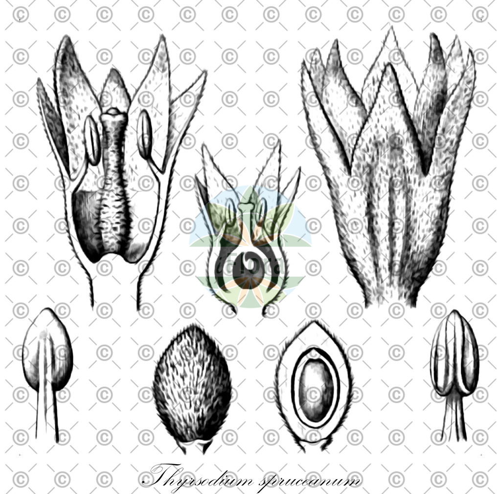 HistAbb_wfo-0000903708_1_ENZY_Simple | Historische Abbildung von Thyrsodium spruceanum - Anacardiaceae | Historical Illustration of Thyrsodium spruceanum - Anacardiaceae