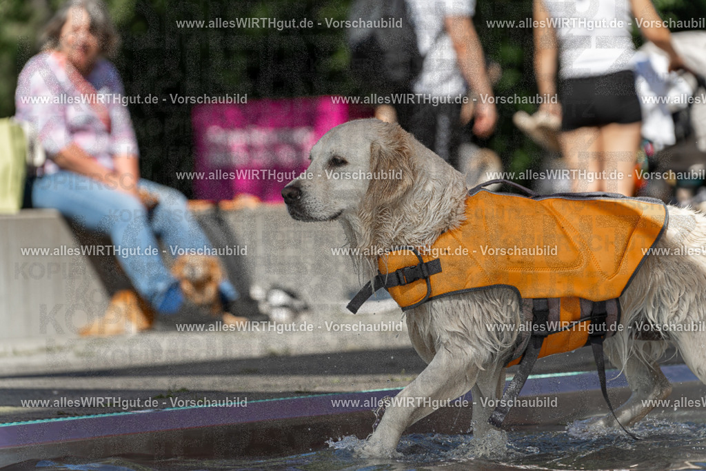 Hundeschwimmen_Volksbad_2026-allesWIRTHgut_Tierfotografie-2609061340-7R500878 | Professionelle Tierfotografie in Mönchengladbach von Daniel Wirth (allesWIRTHgut). Liebevolle & natürliche Bilder von Hunden & Katzen für unvergessliche Erinnerungen.