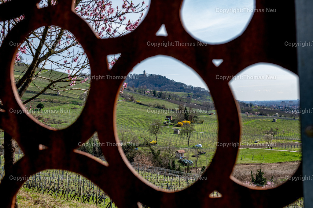 Mandelbluete-Bergstrasse-Weinberge-Fruehling-hessische-bergstrasse-Bensheim-Heppenheim-Fotografie-Thomas_neu-4772 | Die Mandelblüte an der Hessischen Bergstraße gehört zu den schönsten Frühlingsmomenten der Region. Ein blühender Mandelbaum steht oberhalb der Weinberge zwischen Bensheim und Heppenheim und bietet einen weiten Blick über die Rebenlandschaft.  Die Kombination aus blühenden Mandelbäumen, Weinbergen und der sanften Landschaft der Bergstraße macht diese Szene zu einem typischen Motiv des Frühlings in Südhessen.,Bild: Thomas Neu