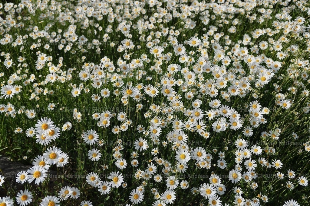 Margariten | Margariten - Realisiert mit Pictrs.com