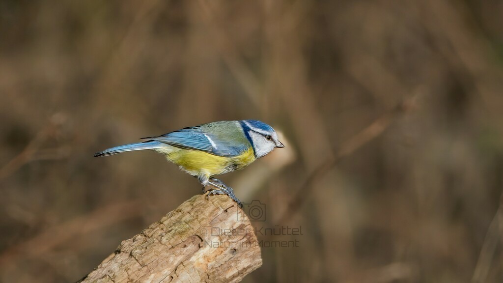 P1003555-Bearbeitet-2024-LR | Natur im Moment - Realisiert mit Pictrs.com