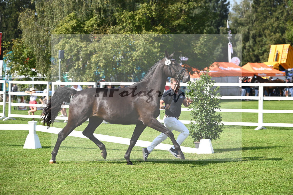 Kat-Nr. 11 nn v. Glamourdale_Muehlbauer_34240249 | hf-fotografie - Realisiert mit Pictrs.com