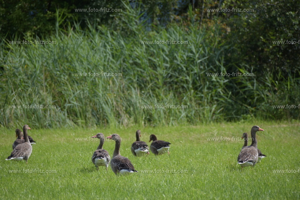 JUN_8695 | www.foto-fritz.com - Realisiert mit Pictrs.com