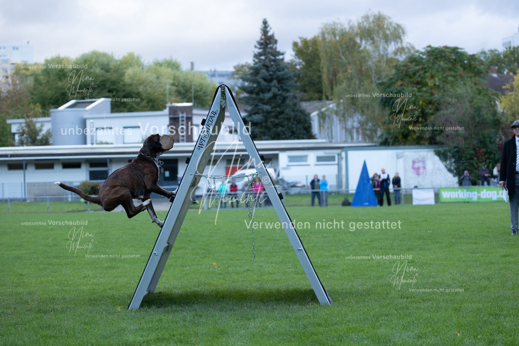 _16A4607 | Einzigartige Fotos von Hunden & Menschen –Actionfotos, Portraits, Vereinsaufnahmen & Paarshootings – authentisch, lebendig & mit Herz.