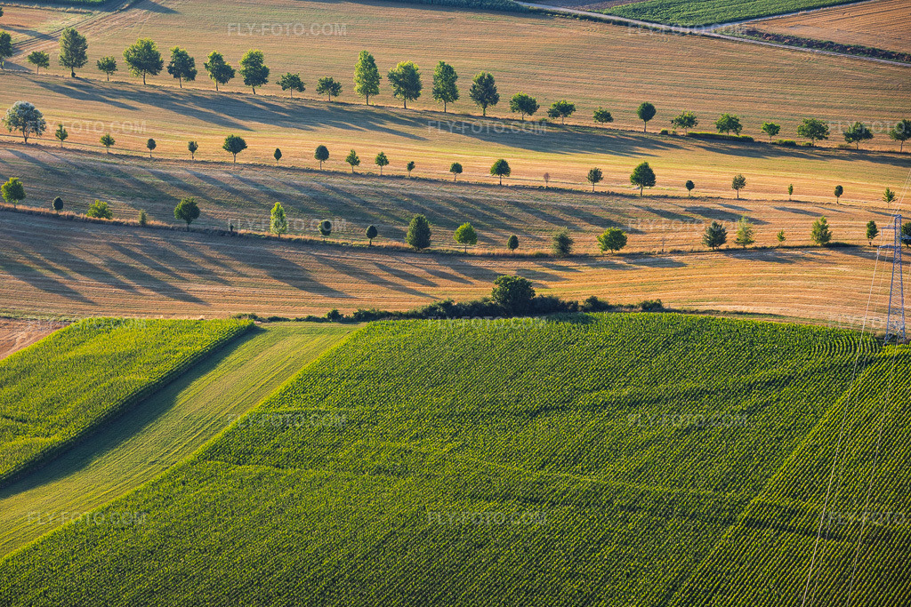 Aerial view: Baumreihen am Rand von Feldwegen zwischen Stoppelfeldern in Schleithal in the state Bas-Rhin, France. – Photo: IMG_158193.jpg taken on 07/25/2026 by Werner Riehm/FLY-FOTO.com – Resolution of the original: 5866 x 3910 px