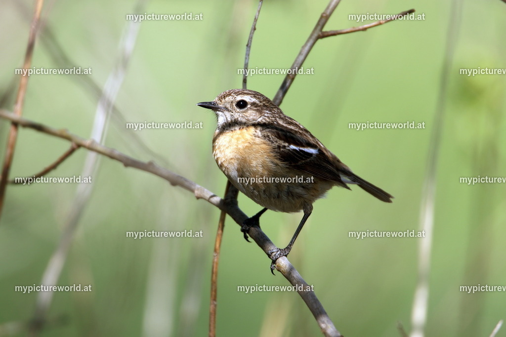Schwarzkehlchen-014 | Das Bilderarchiv über Tiere, Planzen und Landschaften. In der Bilddatenbank finden Sie ein große Auswahl an hochwertigen Bilder für Ihre Werbung - Realisiert mit Pictrs.com