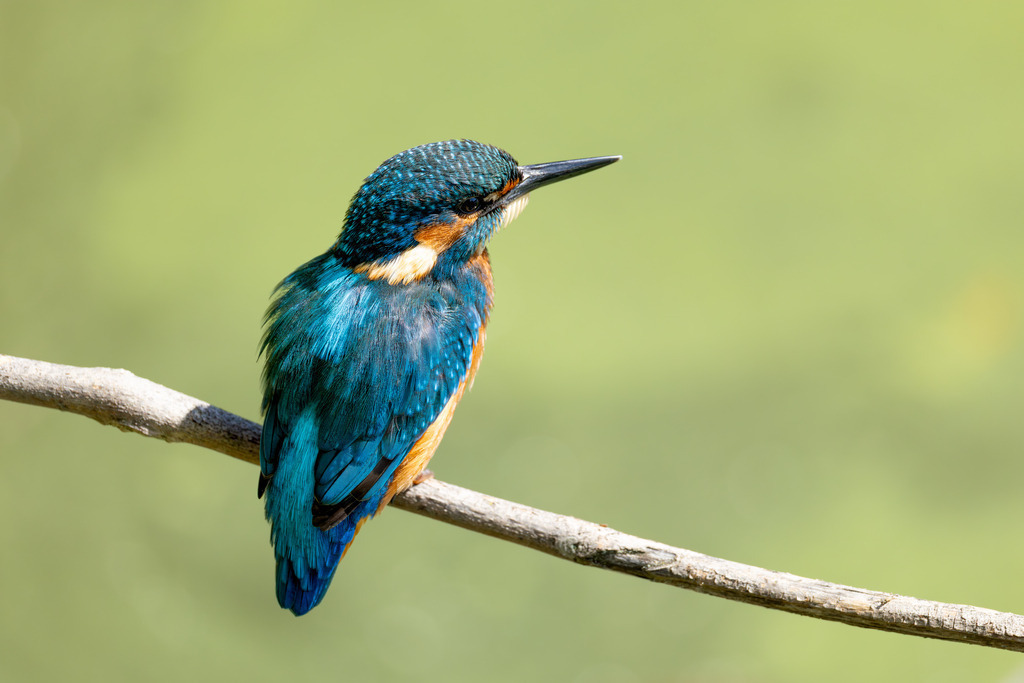 Der Eisvogel | Der Eisvogel (Alcedo atthis) ist aufgrund seines leuchtend bunten Gefieders und seiner pfeilschnellen Jagdweise eine der auffälligsten und schönsten Vogelarten Mitteleuropas. Er wird oft als "fliegender Edelstein" bezeichnet und dient als wichtiger Indikator für die Gesundheit und Naturnähe von Gewässern. - Realisiert mit Pictrs.com