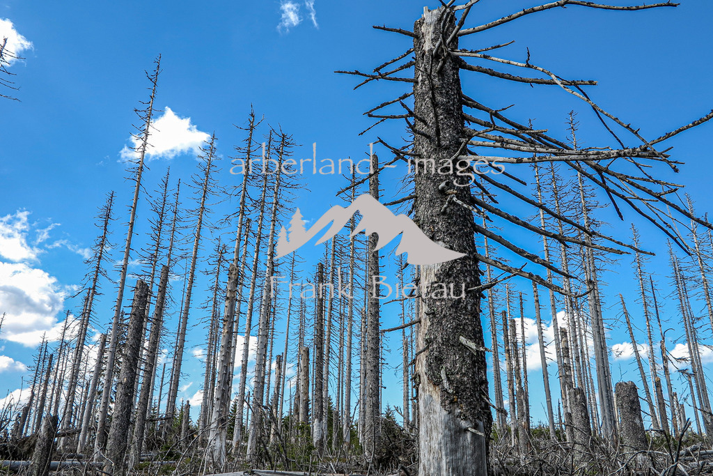 IMG_5227 | Stürme und Borkenkäfer haben dem Wald im Bayerischen und Böhmischen Wald stark zugesetzt. Die Schäden sind gewaltig und unübersehbar. Mehr und mehr breitet sich Jungwuchs und damit neuer Wald in den Höhenlagen aus